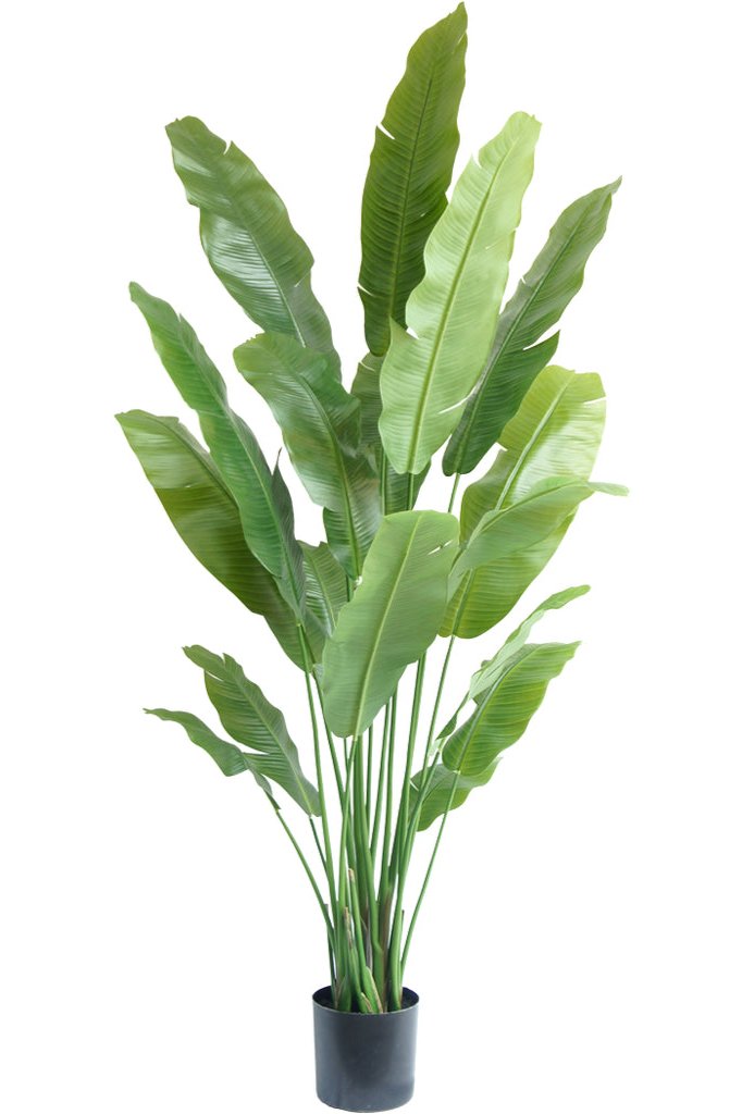 Mooie nepplant van 195 cm