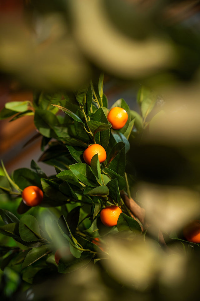 Kunstplanten trends 2025: boho, kleur en buiten