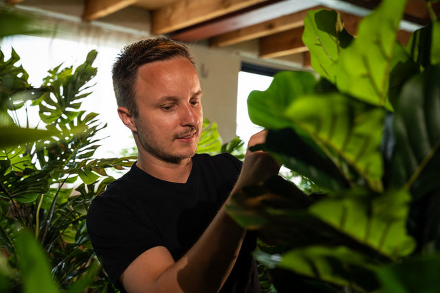 Hoe kunstmatige bomen in de grond planten