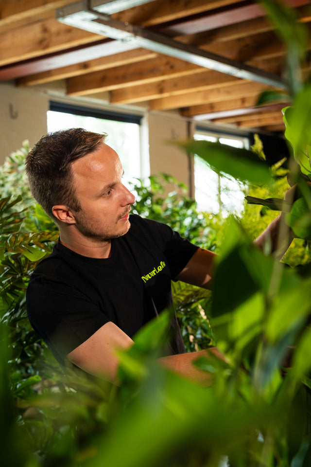 Hoe kunstplanten potten