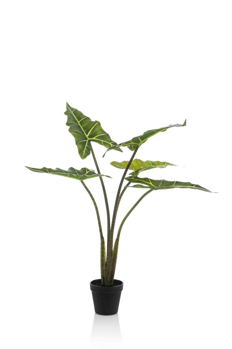 Decoratieve nep Alocasia Frydek plant