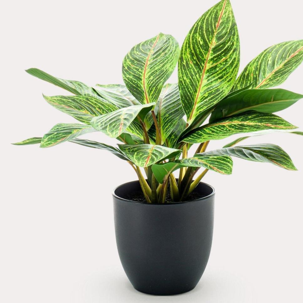 Kunstplant - Croton Codiaeum - Wonderstruik - 38 cm