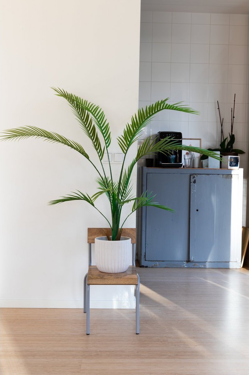 Prachtige decoratieve palmboom voor binnen