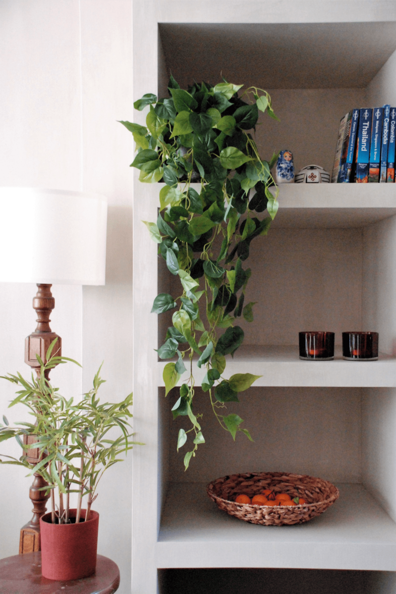 Sfeervolle neppe Philodendron plant voor decoratie