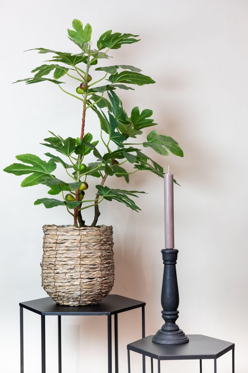 Neppe Ficus Carica voor groen accent