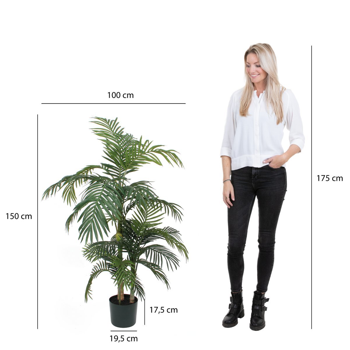 Prachtige neppe Areca palmboom voor huis