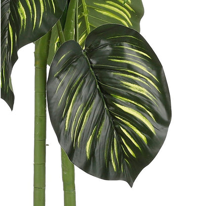 Mooie Caladium plant voor decoratief interieur