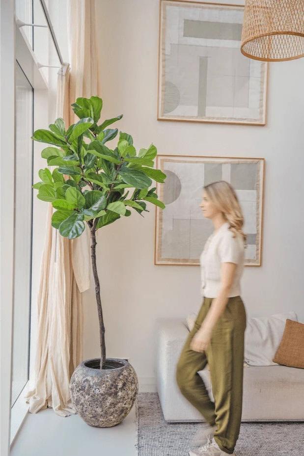 Kunstplant Ficus Tabaksplant 210 cm