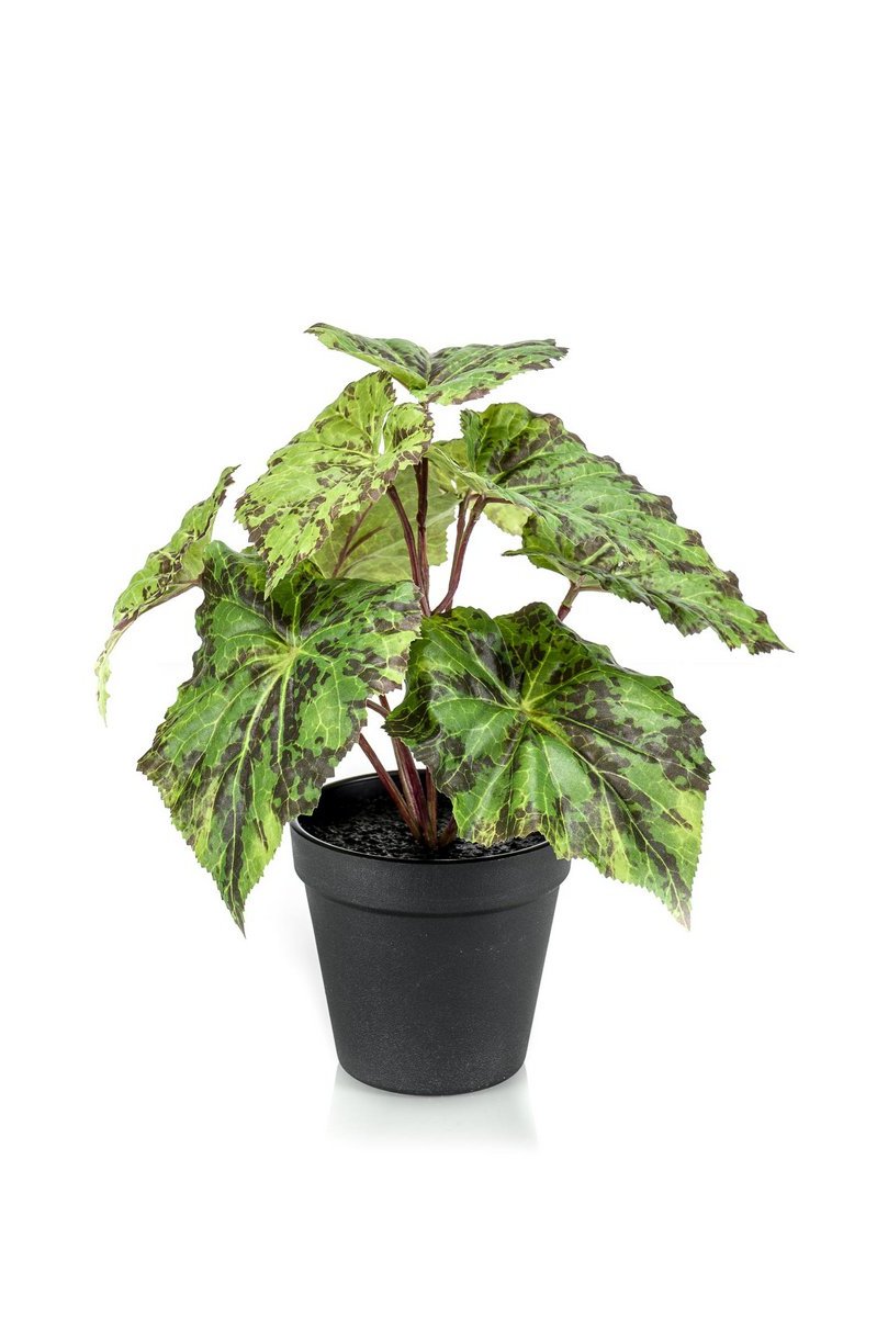 Decoratieve kunst Begonia plant voor thuis