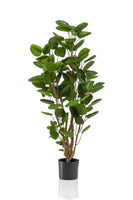 Kunstplant - Polyscias - Aralia - 105 cm