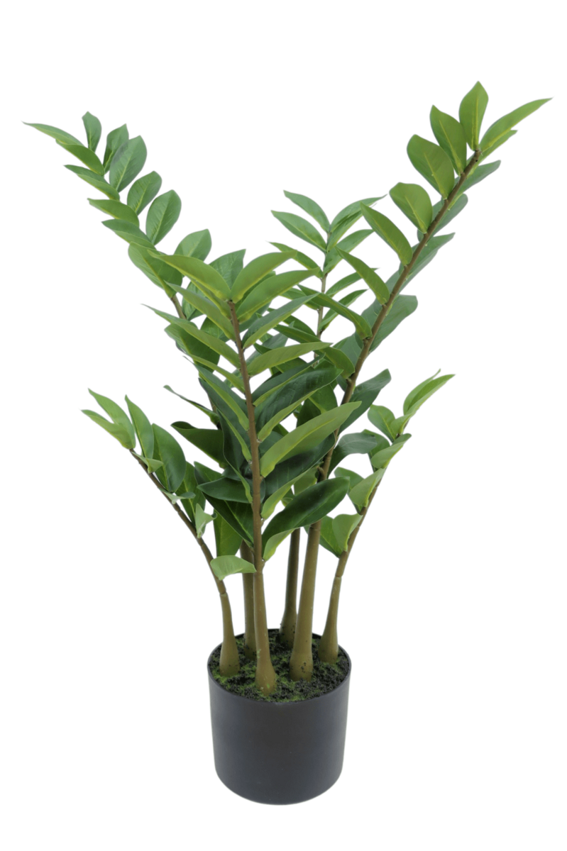 Echte uitstraling kunstmatige zamioculcas plant