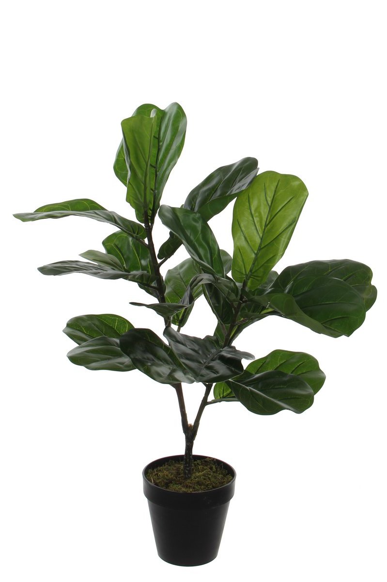 Grote kunstplant Ficus Lyrata 75 cm hoog