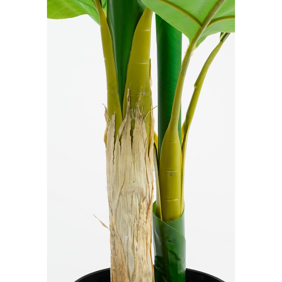 Nepstrelitzia van 150 cm hoog