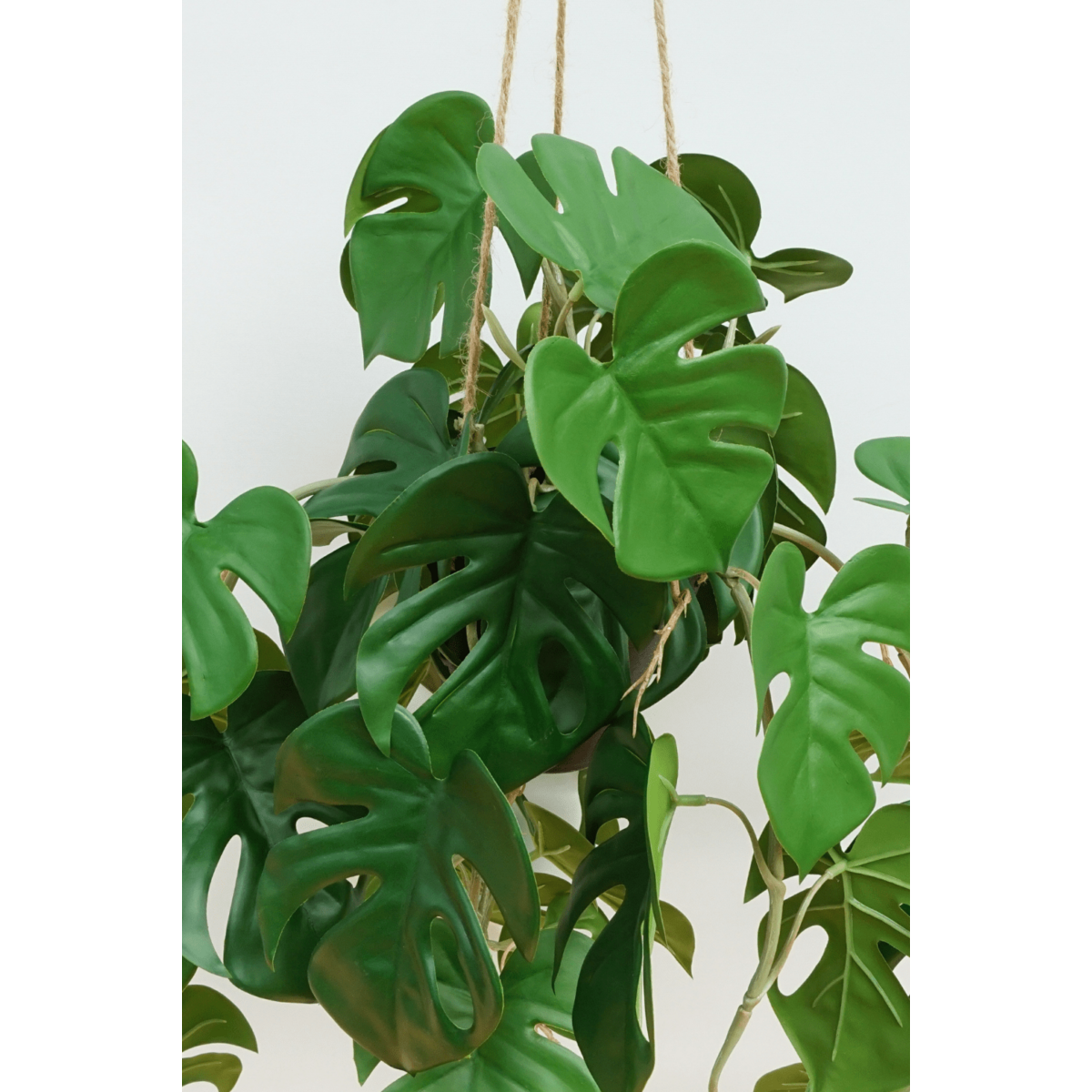 Mooie Monstera plant van 95cm lang