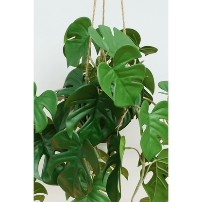 Mooie Monstera plant van 95cm lang