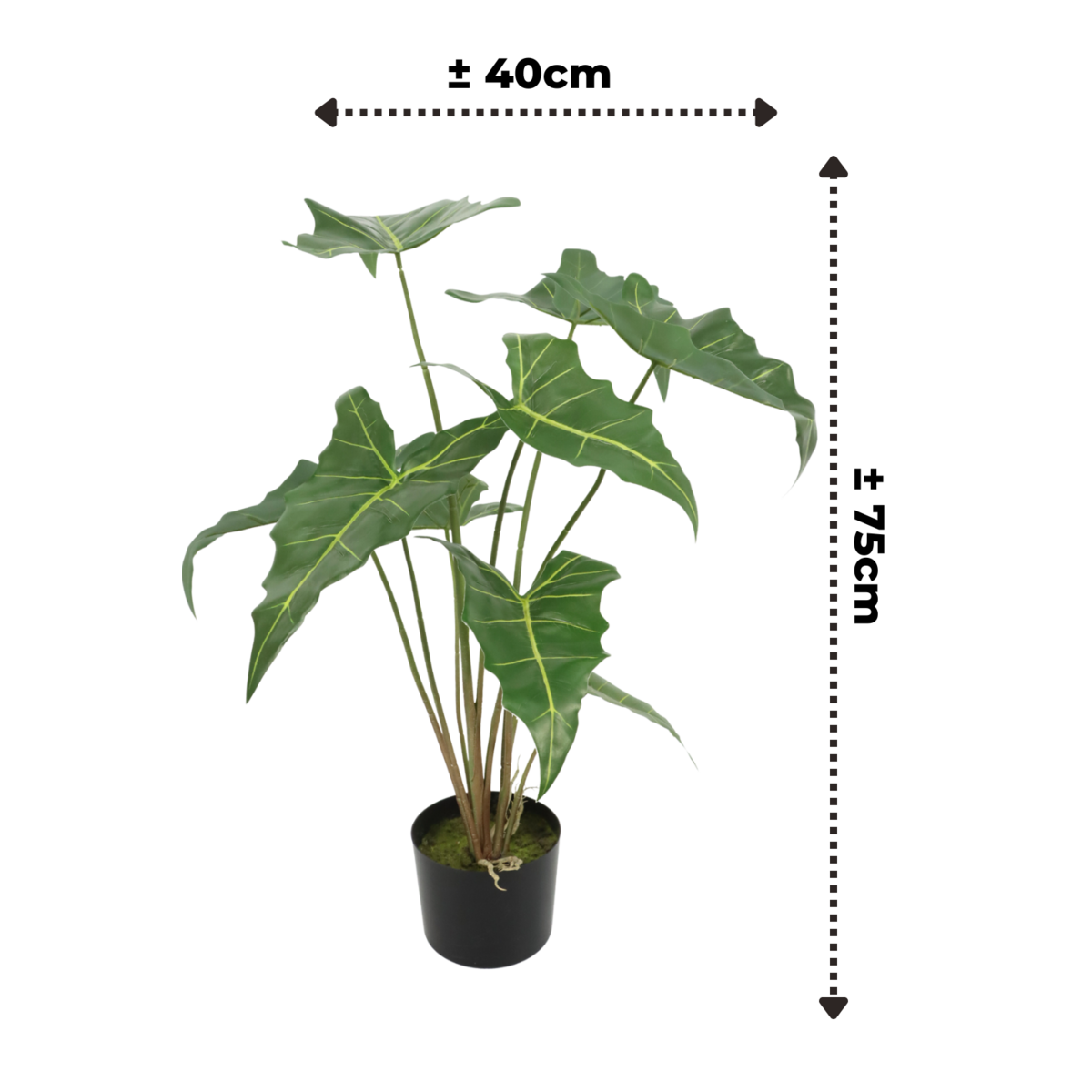 Prachtige alocasia nepplant van 75cm