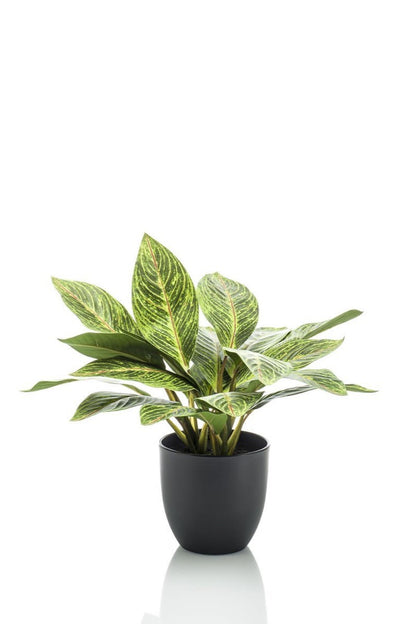 Kunstplant - Croton Codiaeum - Wonderstruik - 38 cm