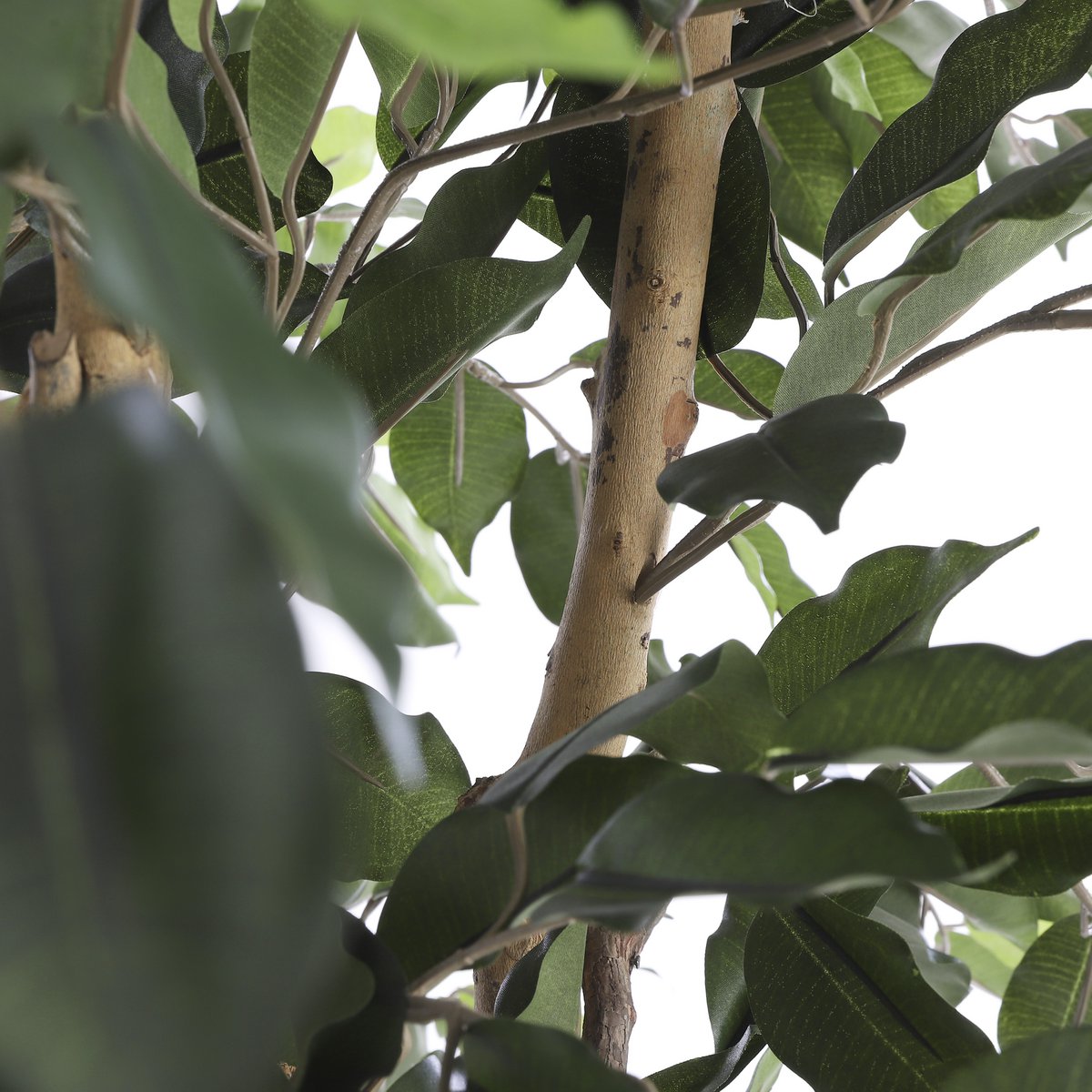 Stijlvolle nepplant van ficus voor interieur