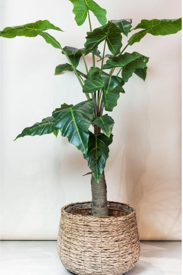 Echte look kunst Alocasia plant