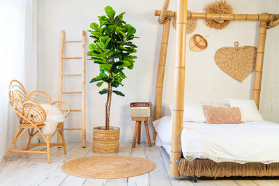 Fiddle Leaf Fig kunstplant 160 cm - Stijlvolle vioolbladplant