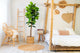 Fiddle Leaf Fig kunstplant 160 cm - Stijlvolle vioolbladplant