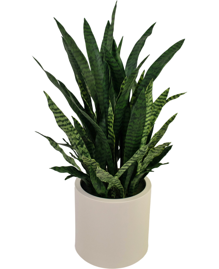 Kunst Sansevieria Zylanica 43 cm kant en klaar in beige pot