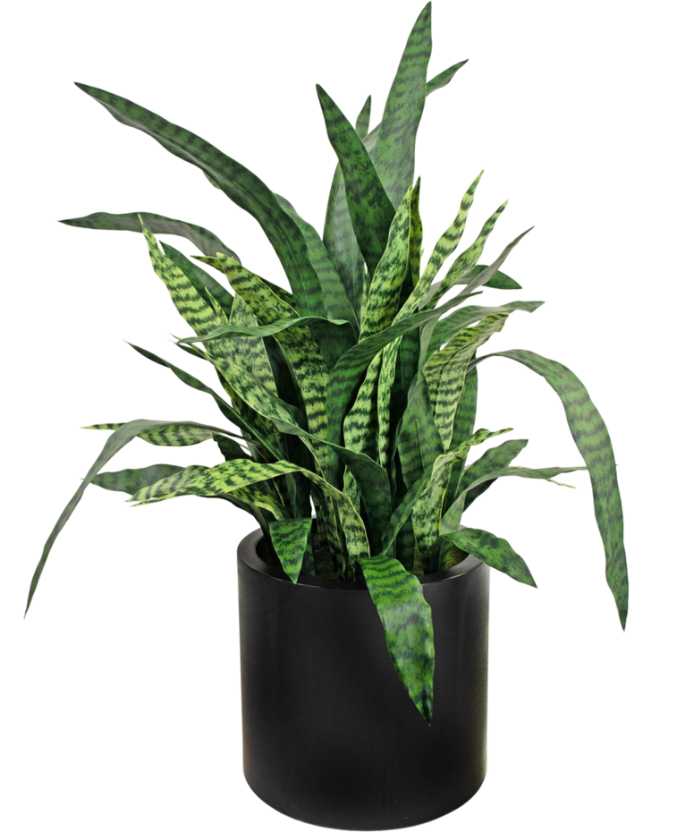 Kunst Sansevieria Zylanica 43 cm kant en klaar in zwarte pot