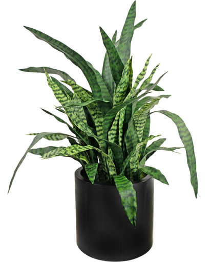 Kunst Sansevieria Zylanica 43 cm kant en klaar in zwarte pot