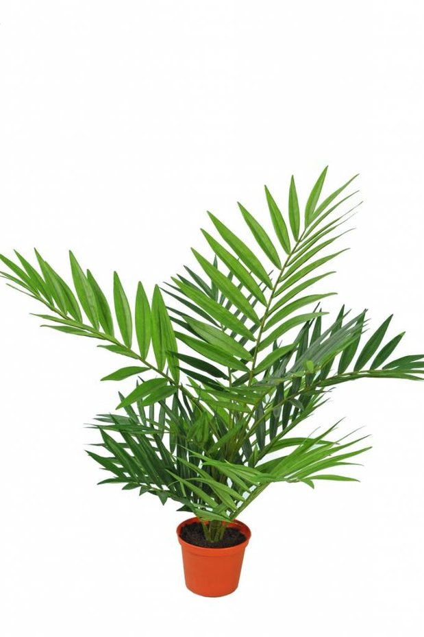 Kunstpalm Parlour 60 cm