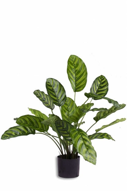 Kunstplant Calathea Makoyana 60 cm