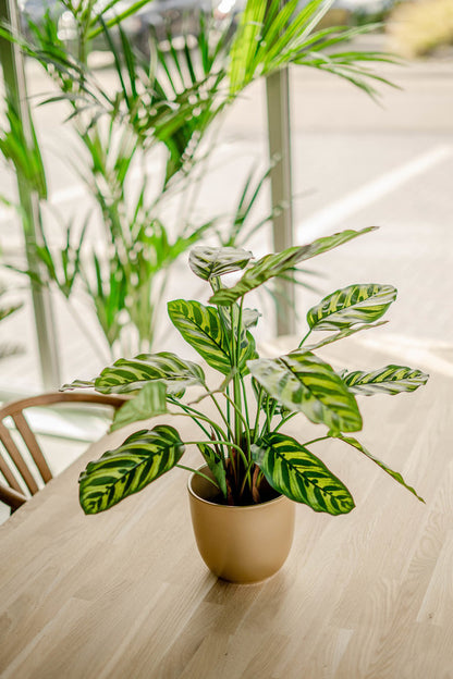 Kunstplant Calathea Makoyana 60 cm