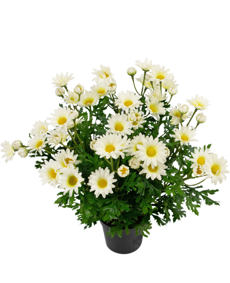 Kunstplant Daisy 31 cm