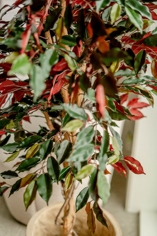 Kunstplant Ficus groen/rood 150 cm