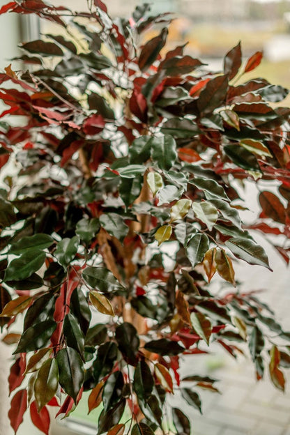 Kunstplant Ficus groen/rood 150 cm