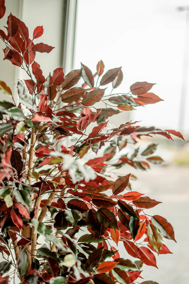 Kunstplant Ficus groen/rood 180 cm brandvertragend