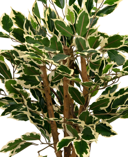 kunstplant-ficus-groen-wit-90-cm-10703-V