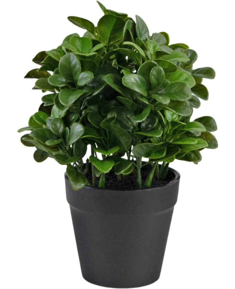 Kunstplant Peperomia 20 cm