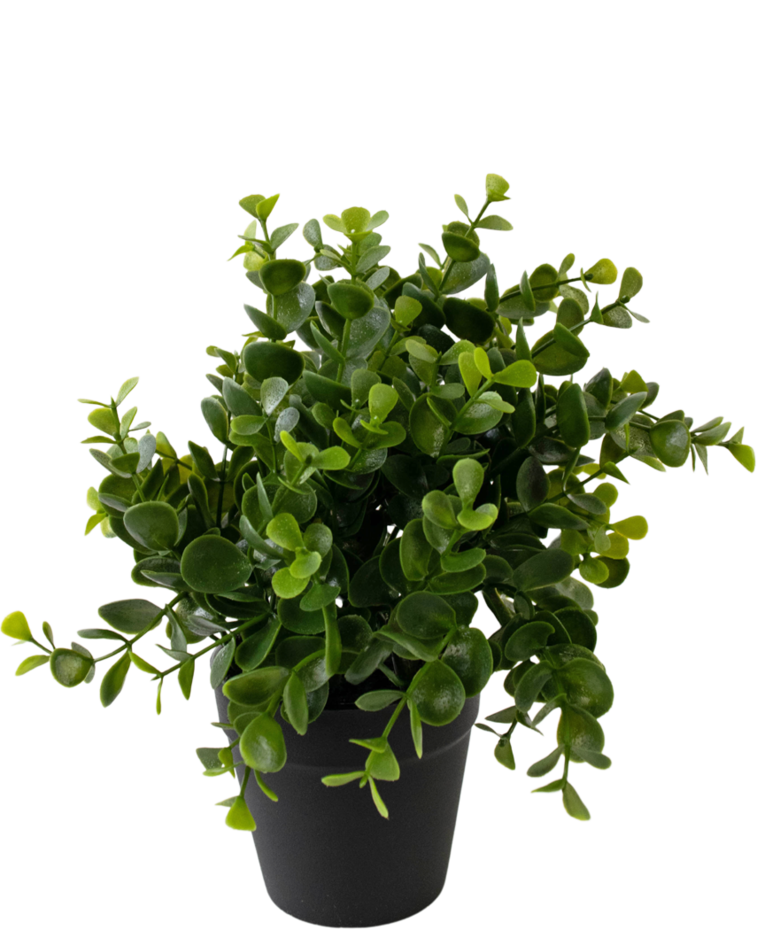 Kunstplant Pumila 20 cm