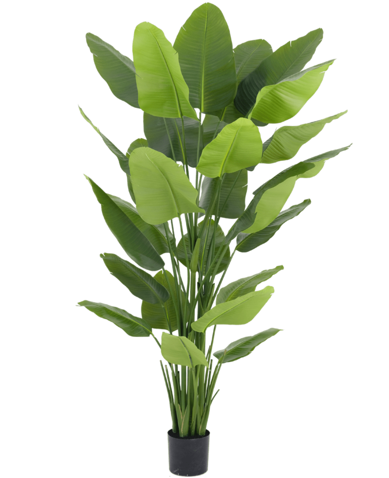 Kunstplant Strelitzia Real Touch Deluxe 210 cm