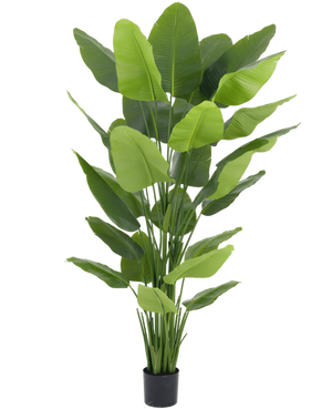 Kunstplant Strelitzia Real Touch Deluxe 210 cm