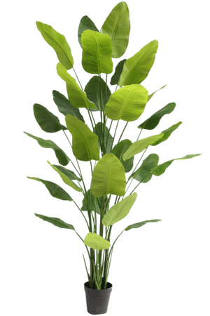 Kunstplant Strelitzia Real Touch Deluxe 300 cm