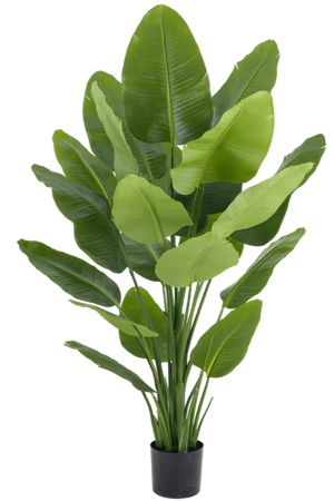 Kunstplant Strelitzia Real Touch Deluxe 180 cm