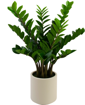 Kunstplant Zamioculcas kant en klaar in beige pot 80 cm
