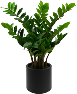 Kunstplant Zamioculcas kant en klaar in zwarte pot 80 cm