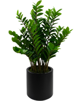 Kunstplant Zamioculcas kant en klaar in zwarte pot 120 cm