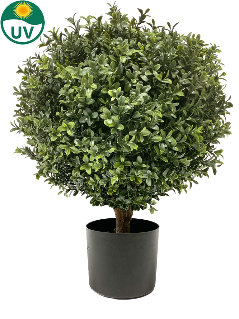 Kunst Buxus op Statige Stamdiameter 40 cm