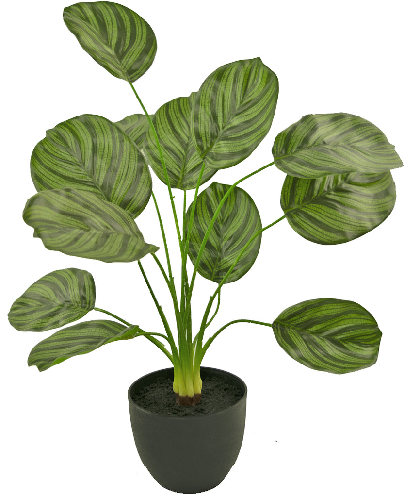 Kunstplant Calathea 58cm in zwarte sierpot