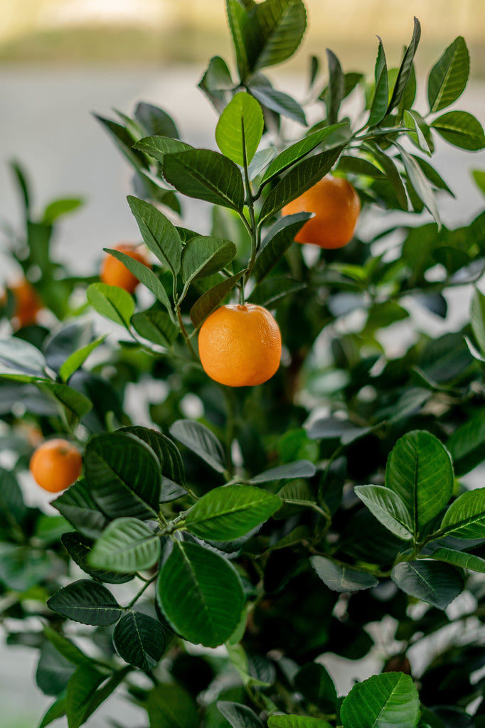 Kunstige sinaasappelboom geeft een frisse uitstraling