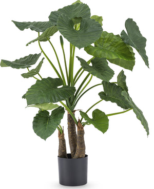 Mooie nepplant van Alocasia