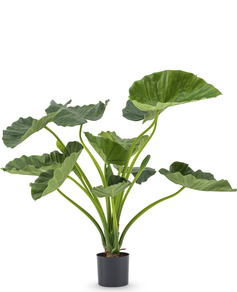 Kunstplant met Alocasia Calioora van 80 cm hoogte